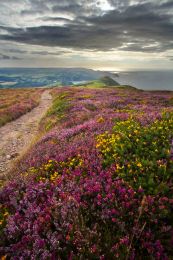 coastal heath (common heather, bell heather and western gorse) lining the coastal path in late summer on the Great Hangman (NT), nr Combe Martin, north Devon, England, UK.